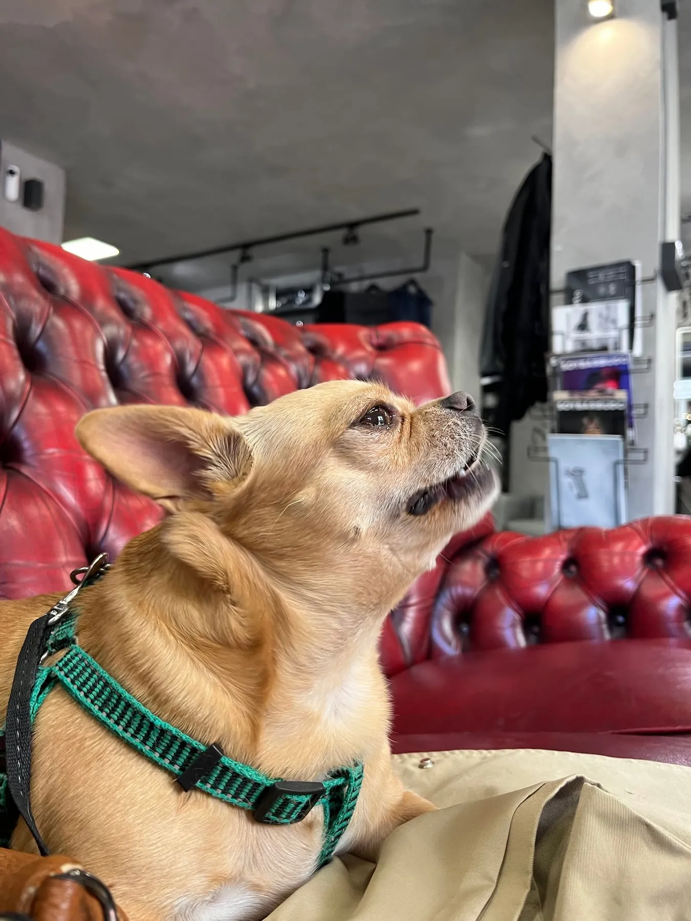 Los perros, bienvenidos
